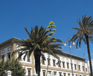 palazzo municipale con palme