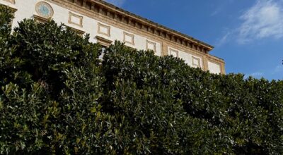 Ficus di piazza Scandaliato, puliti i tronchi imbrattati da azione vandalica