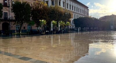 Ficus di piazza Scandaliato, sdegno dell’assessore al Verde Pubblico Simone Di Paola per azione vandalica