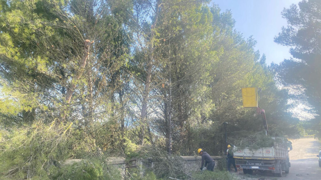 Intervento di potatura e cura del verde nell’area della basilica di San Calogero