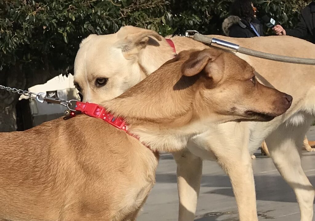 Sequestrati 25 cani in un appartamento, ora destinati in una struttura idonea