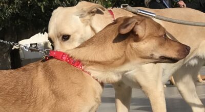 Sequestrati 25 cani in un appartamento, ora destinati in una struttura idonea