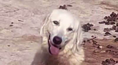 Maltrattamento cani, condanna e indignazione