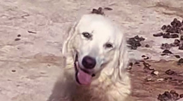Maltrattamento cani, condanna e indignazione