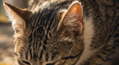Una ciotola d’acqua per gli animali vaganti