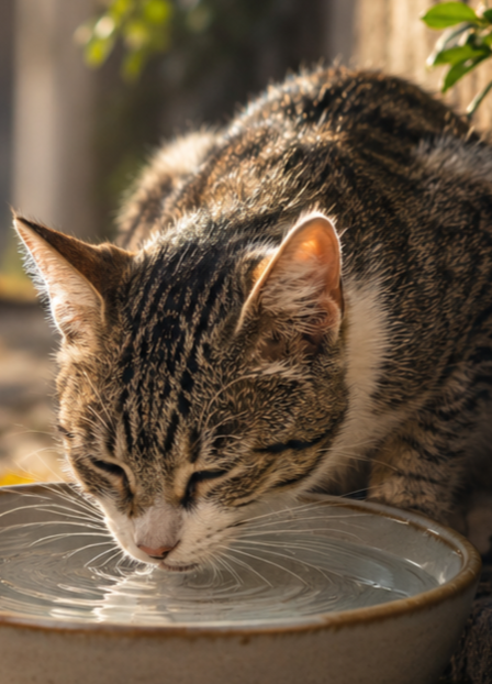 Una ciotola d’acqua per gli animali vaganti